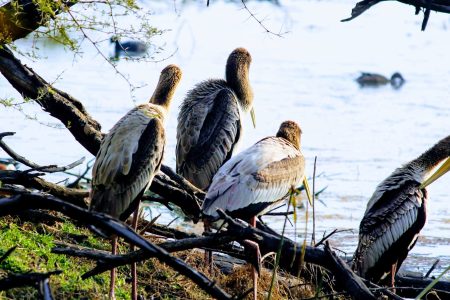 Golden Triangle with Birds