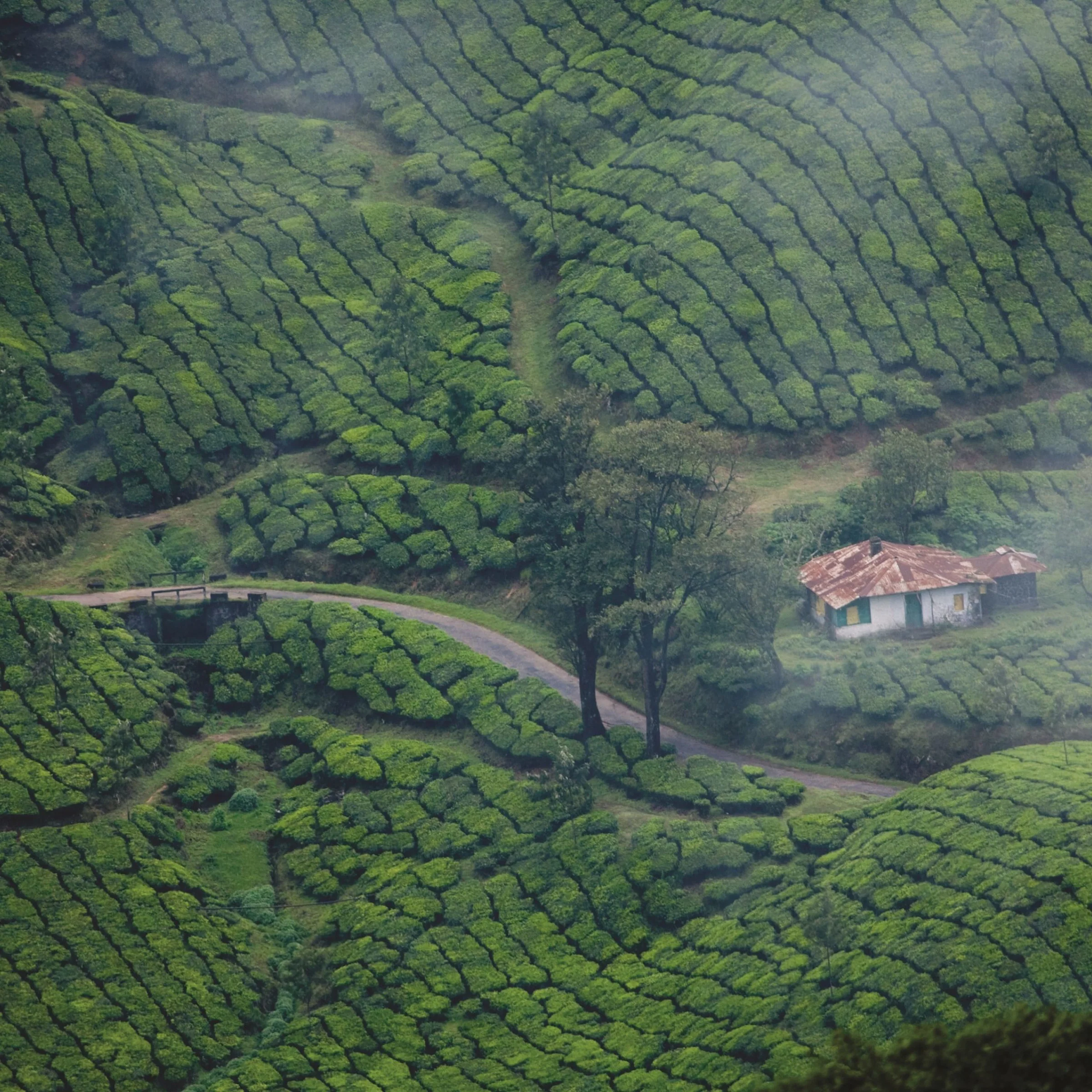 Munnar