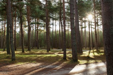 Gangtok, Pelling & Darjeeling